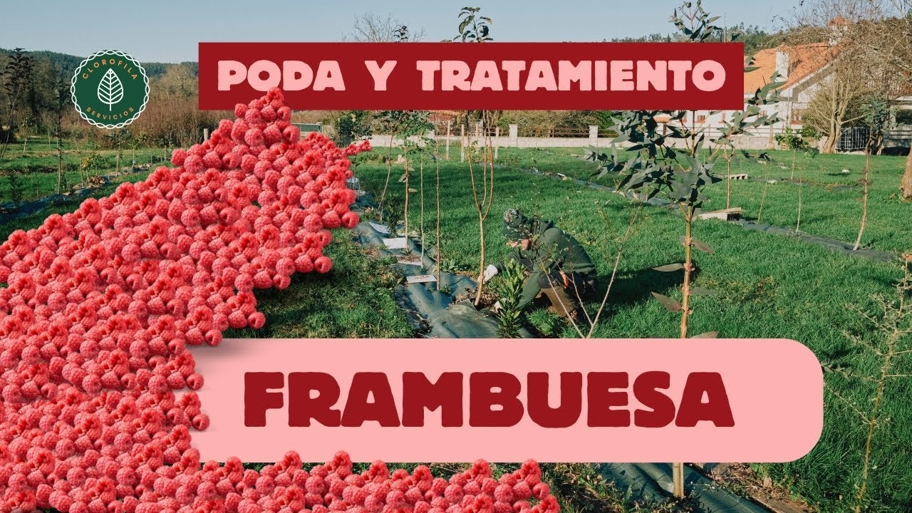 ¿Cuándo y cómo PODAR una FRAMBUESA?✨¡Te contamos el SECRETO! [TOMÁS COBO SETIÉN] #agricultura #podar