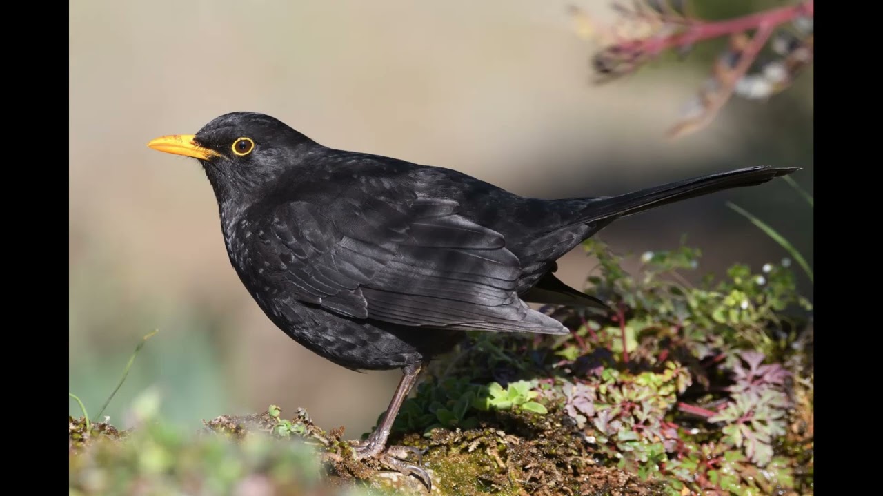 Common Blackbird Song