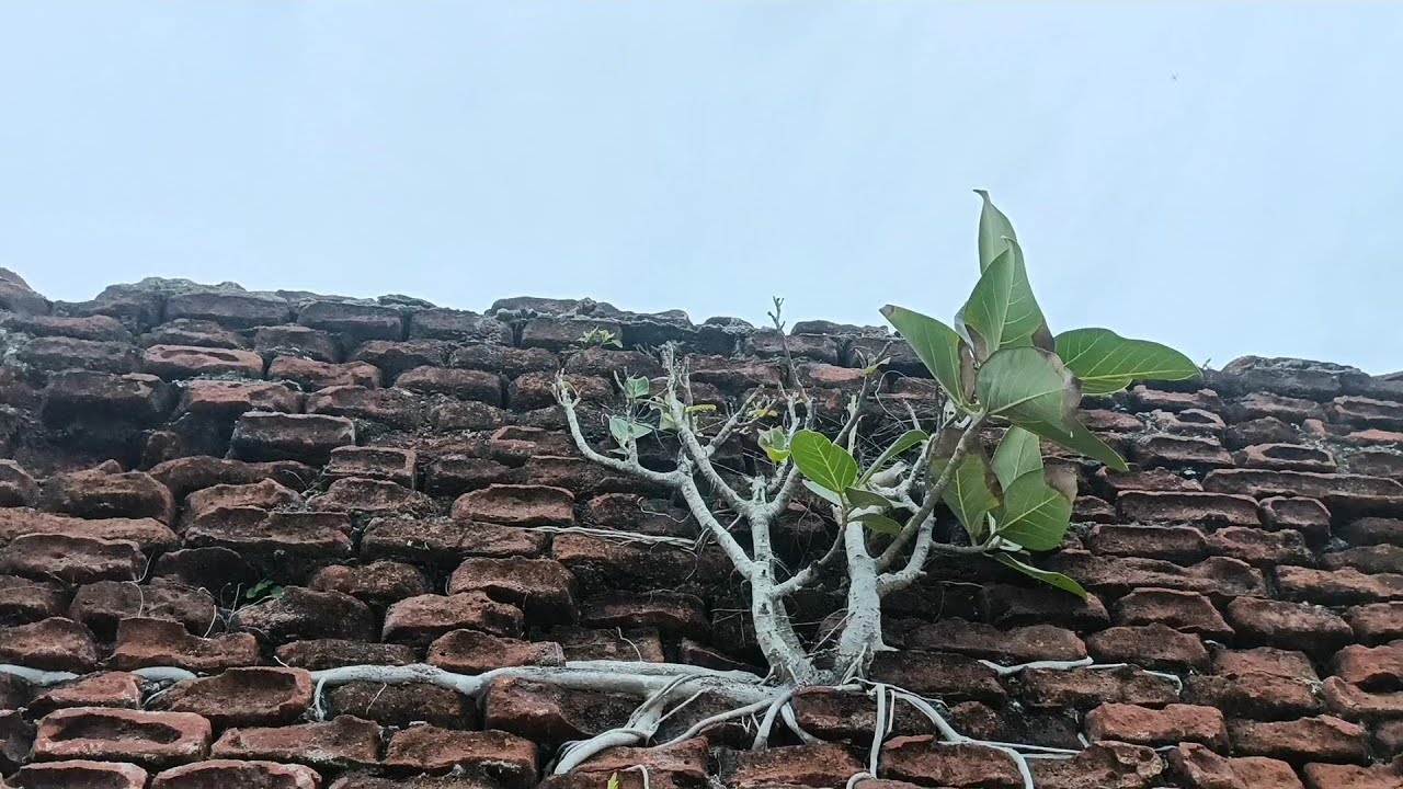 Alambarai fort - The hidden Fort