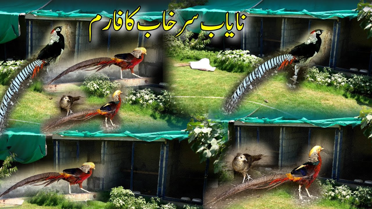 Pheasant Farm in Pakistan | Golden Pheasant,Reeves Pheasant & common pheasant | Pheasant Prices
