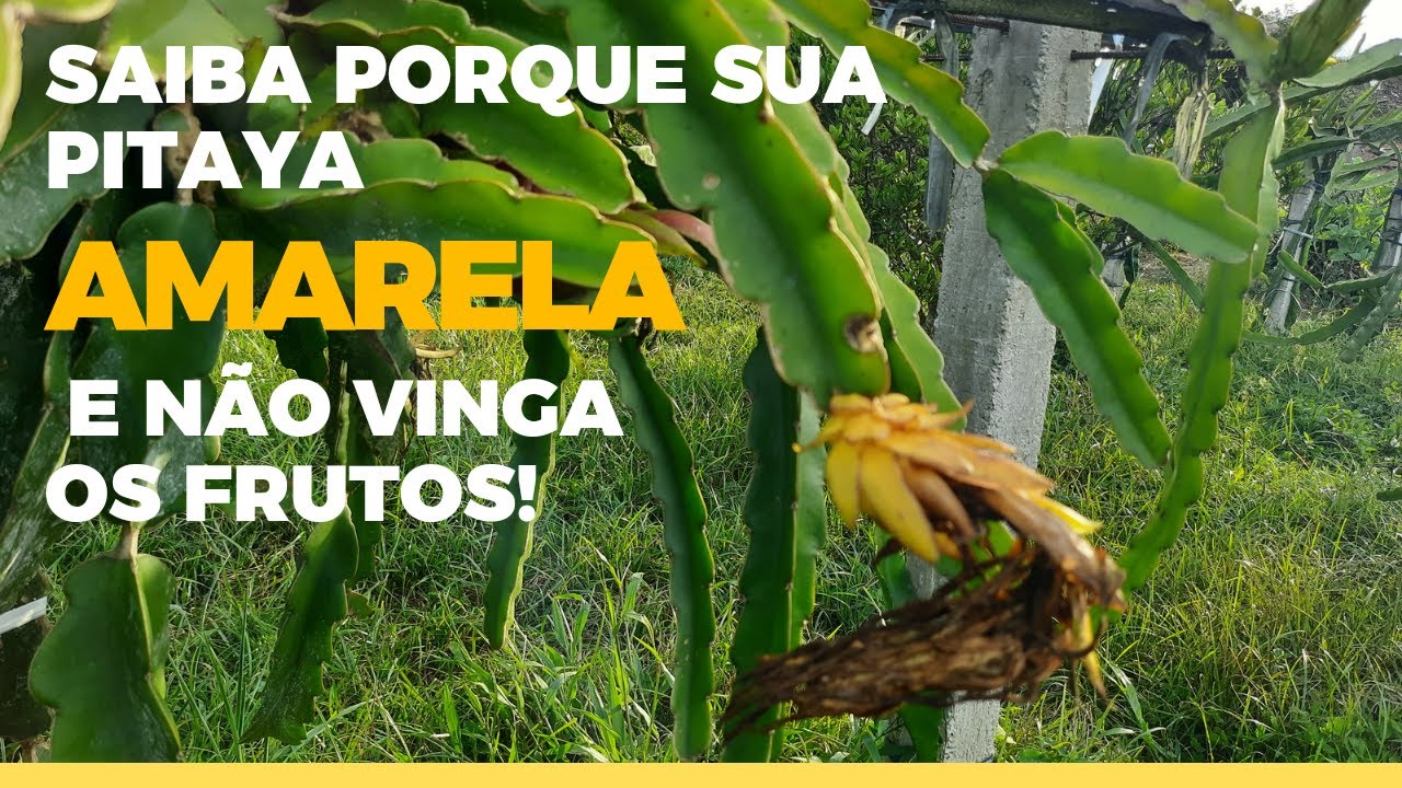 Porque minha pitaya não dá frutos e as flores amarelam e caem.