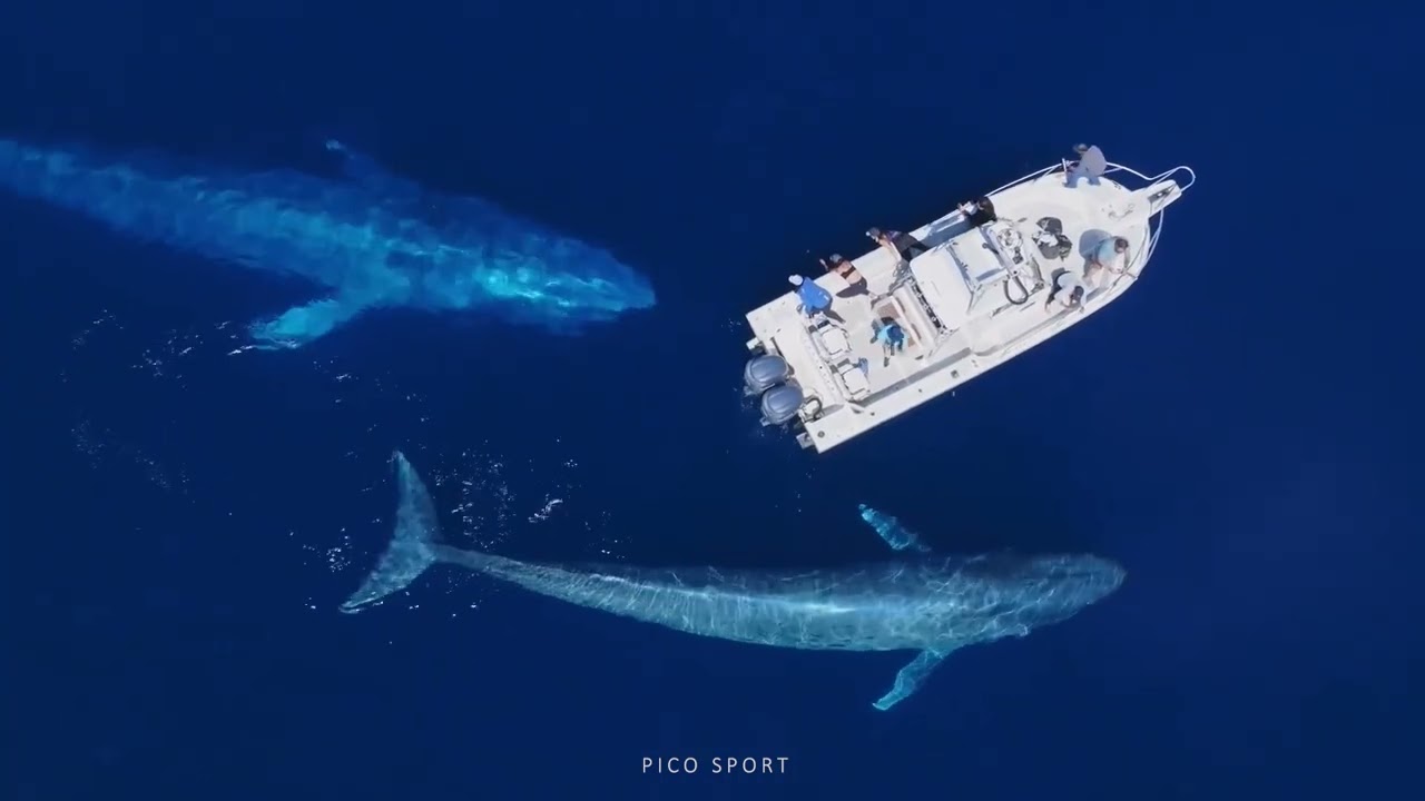 Die Azoren - Perlen im Atlantik