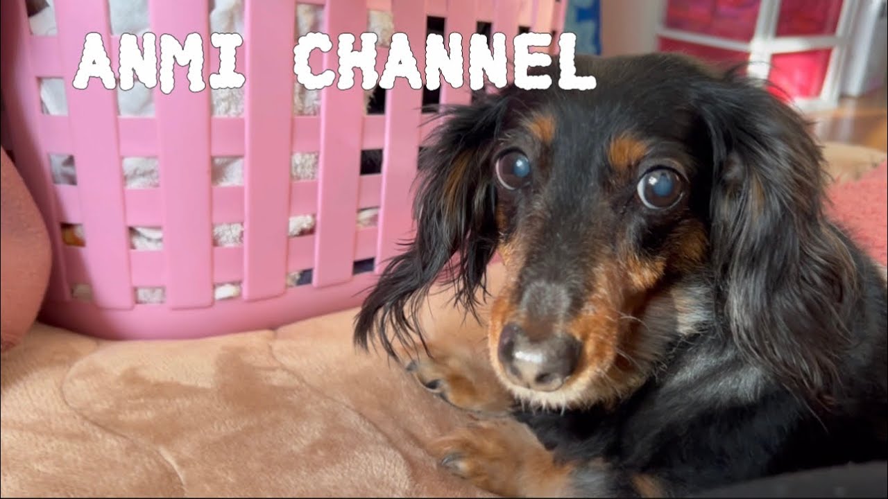 ANMI channel (日常🐶Vlog)