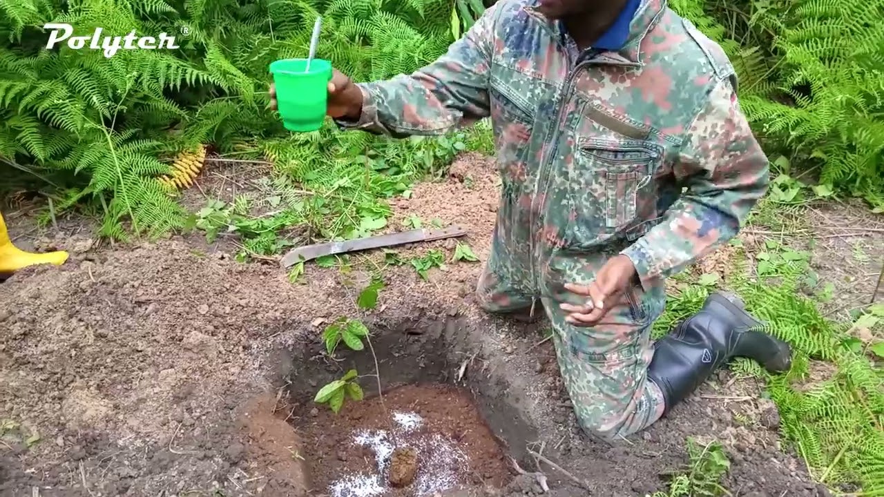 Plantation d'un Safoutier avec Polyter®