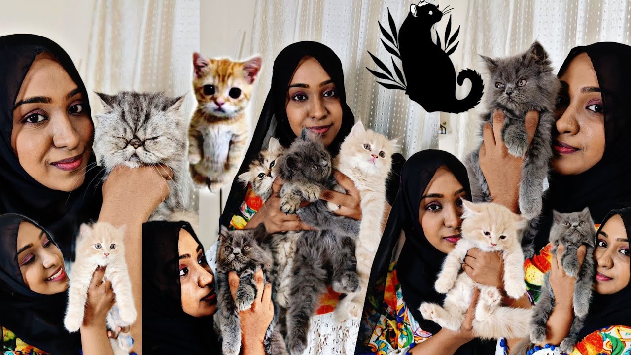Persian Cat | Rauf Cattery | Quality Kittens 😻 in Chennai All Over India Transport #nangalegendpa