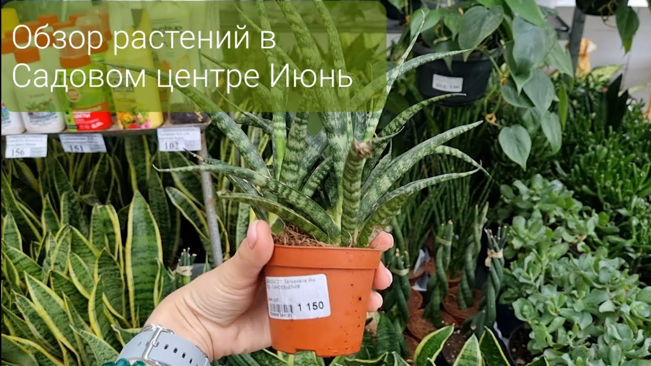 Обзор комнатных и садовых растений в Садовом центре Июнь