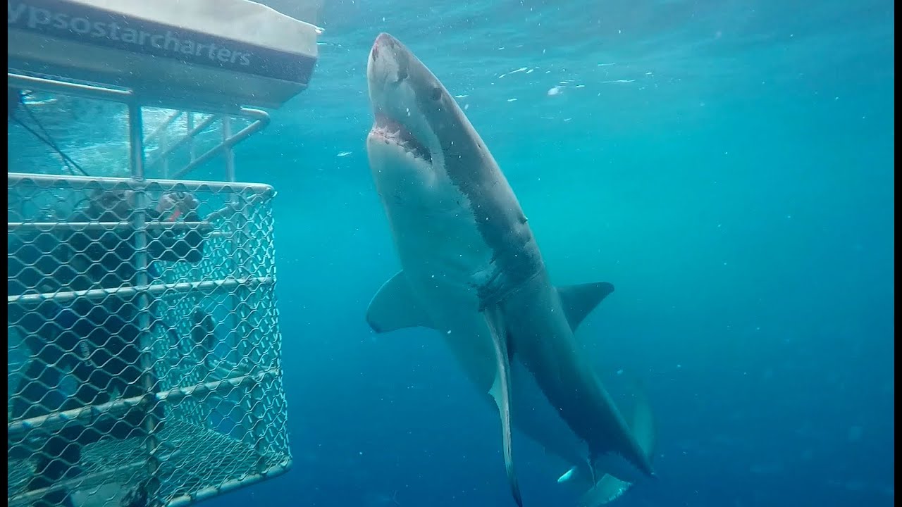 Very curious Great White Shark!