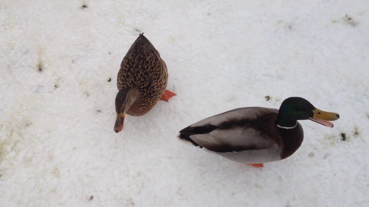 Quacking mallard ducks 2016-03-04