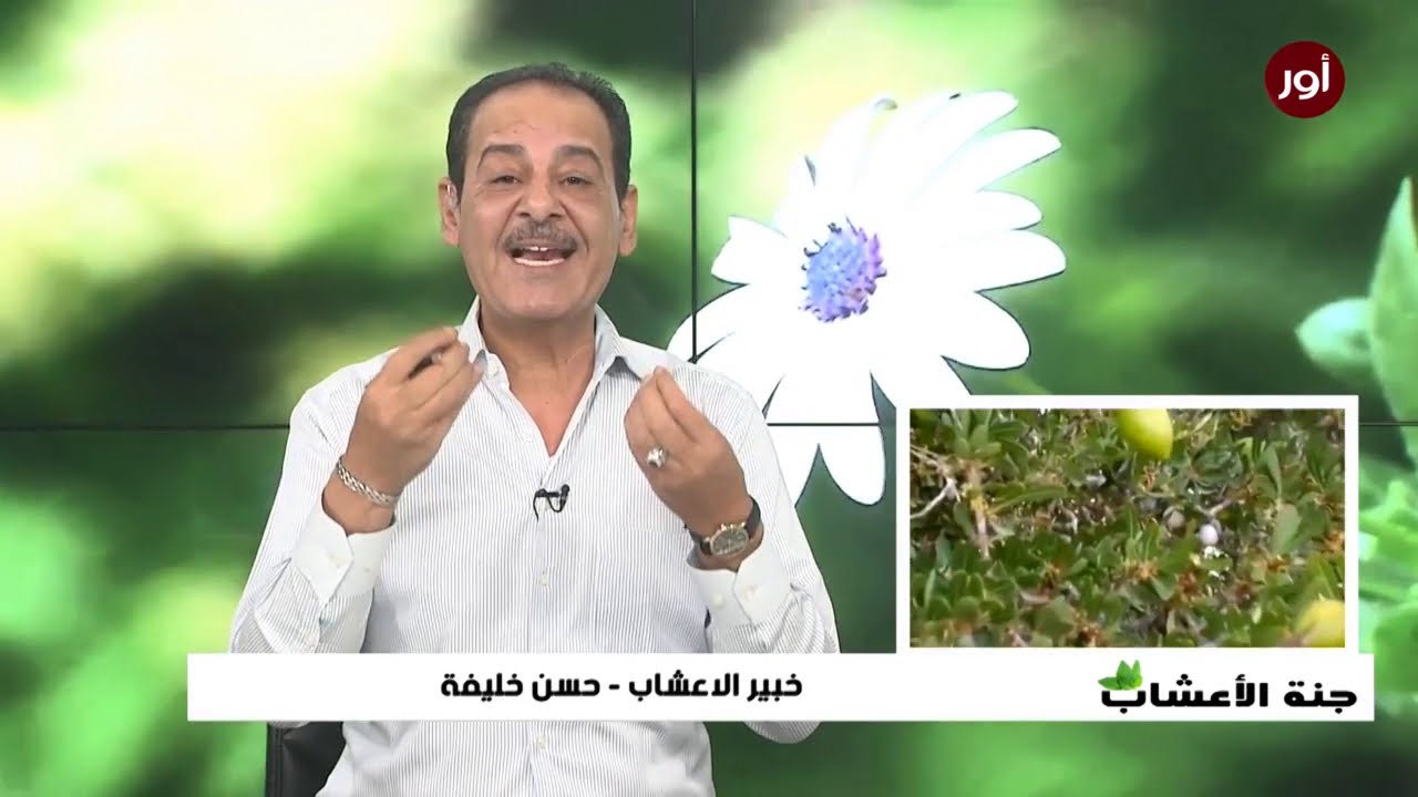 فوائد زيت الارجان للتخلص من حب الشباب والنمش مع خبير الاعشاب حسن خليفة