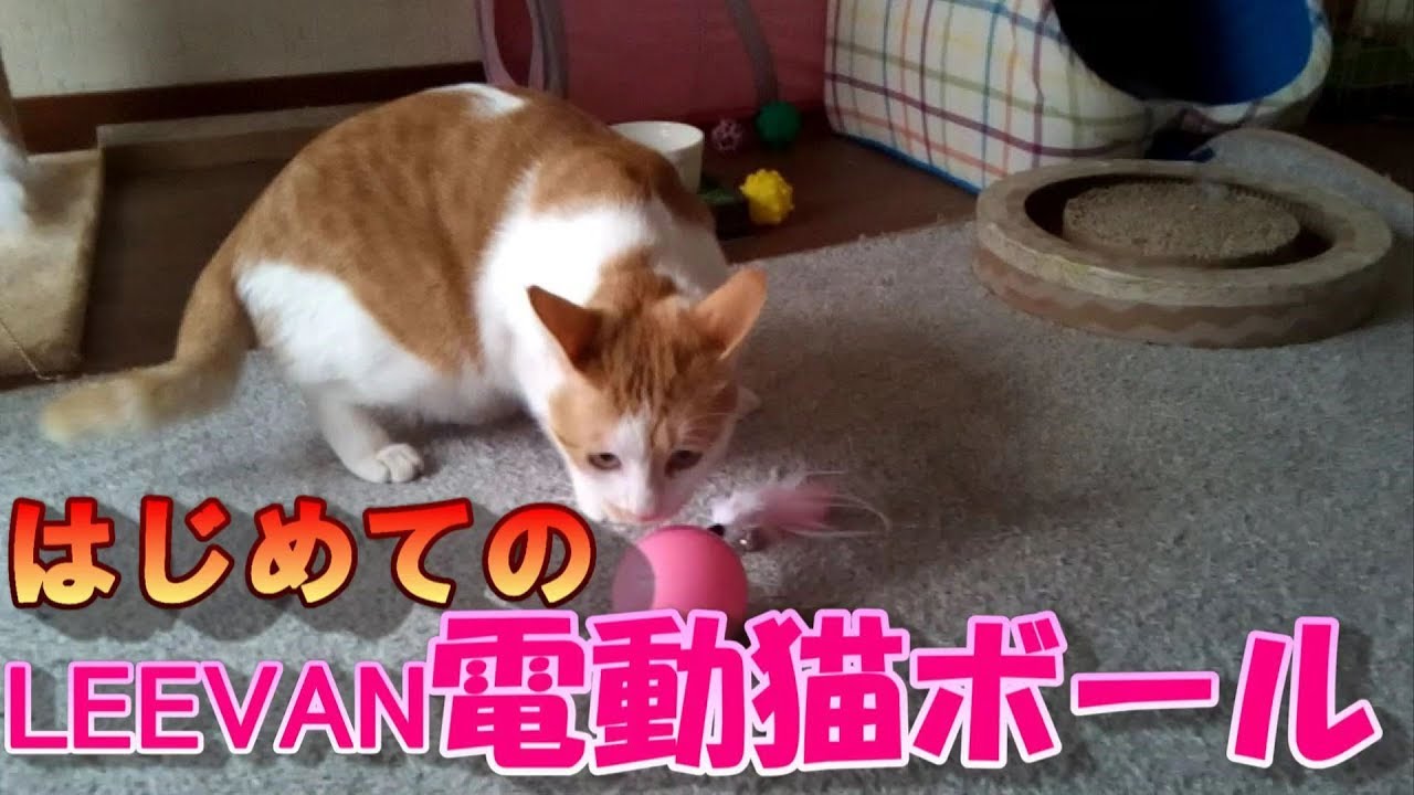 【猫・cat】はじめてのLEEVAN電動猫ボール【かわいい・面白い】（レビュー付）～First time LEEVAN electric cat ball (with review)