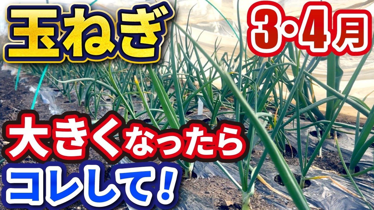 玉ねぎの葉っぱが大きくなったら必ずやること3選