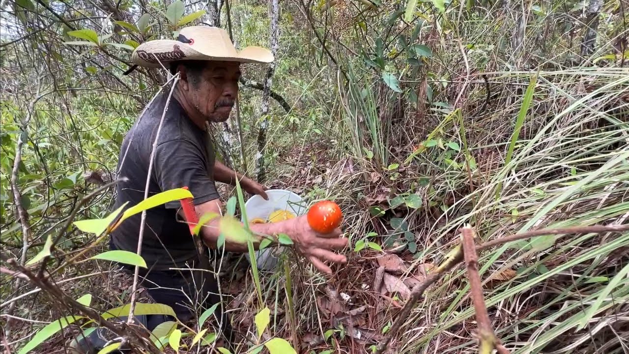 Buscando hongos de Gina en el cerro en tiempos de lluvias en Oaxaca #mexico #estilodevida