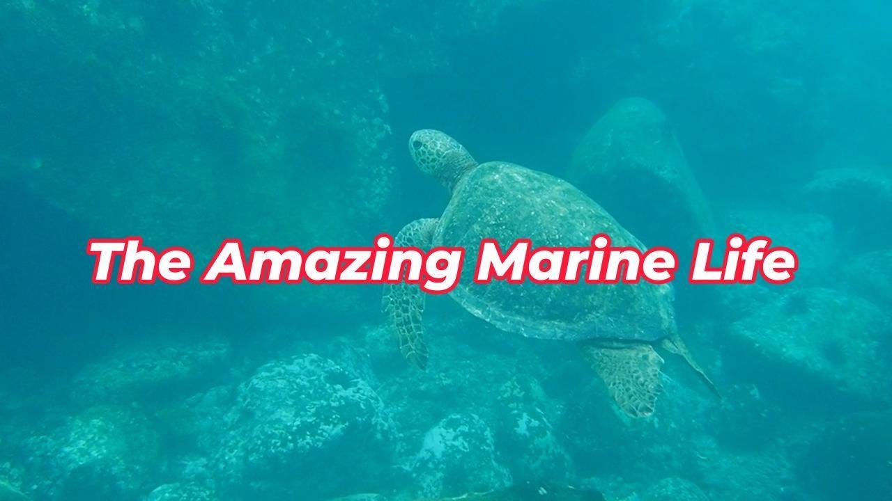 Amazing Marine Life with Relaxing Sound of Music, for Deep Sleep, Meditation, Yoga, Relaxation.