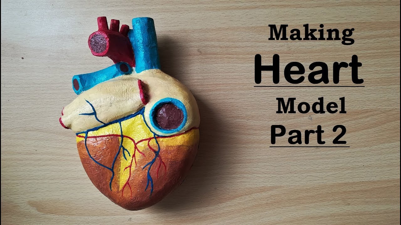 Making Human Heart Model | Part 2/2 | Holiday Homework