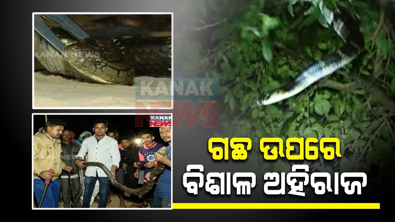 Snake Helpline Rescues King Cobra In Malkangiri