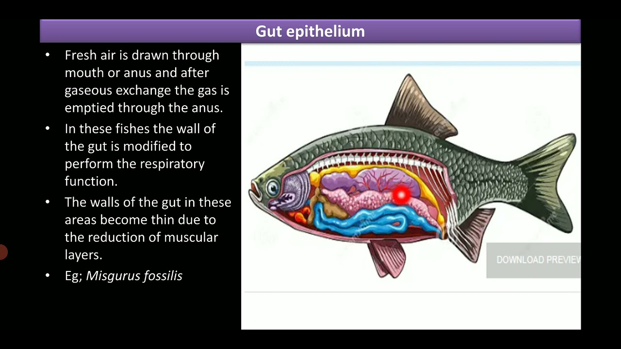 Accessory Respiratory Organ's in Fishes