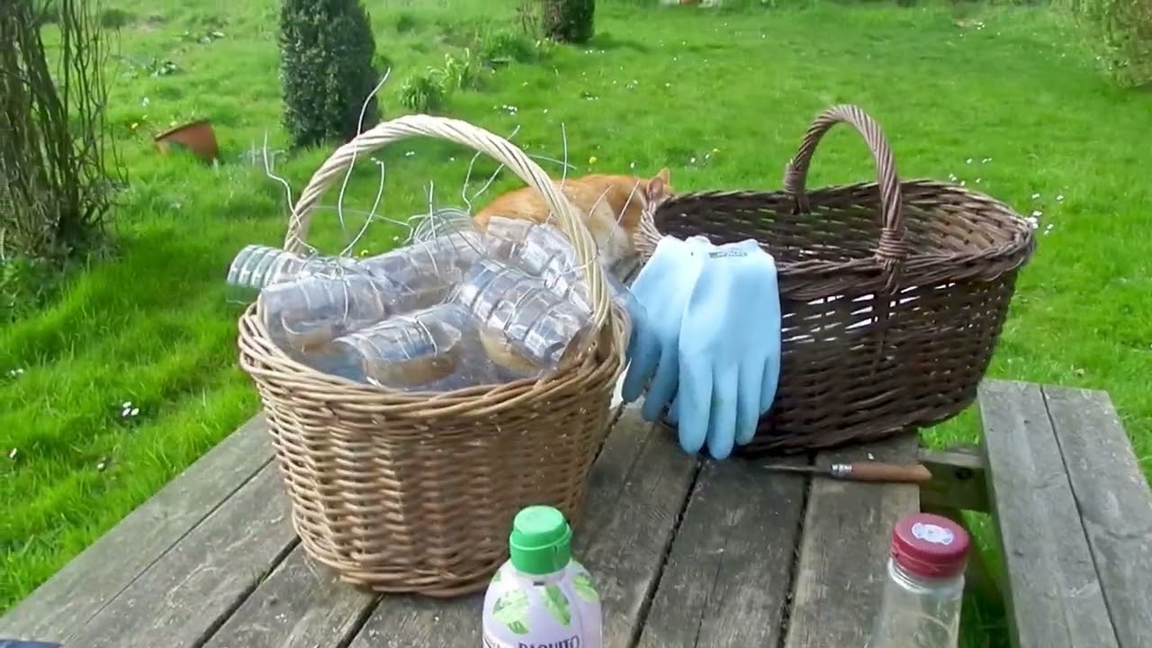 Piège à bouteilles à frelons asiatique à poser en mars pour attraper les reines  avoir moins de nids