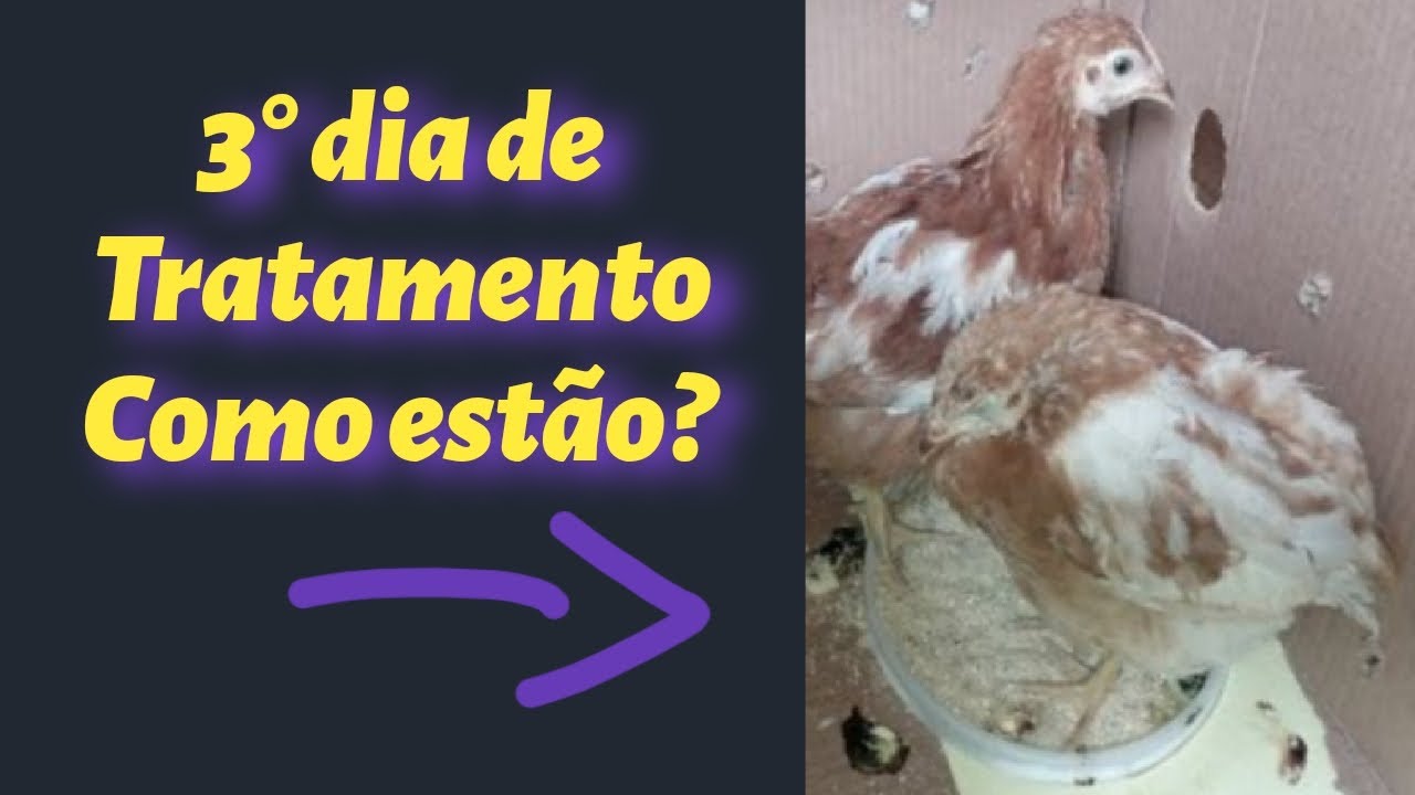 Tratamento com Vetococ funcionou? Descubra neste vídeo .