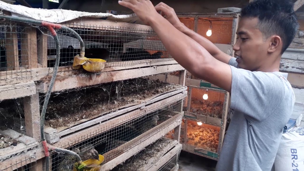 TERNAK BURUNG PUYUH - CARA TERNAK BURUNG PUYUH DARI NOL SAMPE NELOR - PUYUH PETELOR