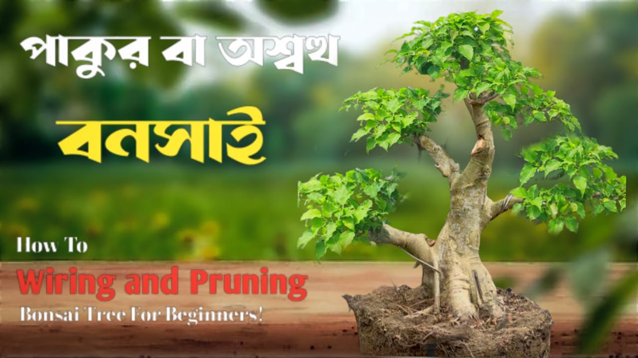 পাকুড় গাছের বনসাই কিভাবে করবেন? How to make bonsai of ficus rumphii।। Pakur Bonsai