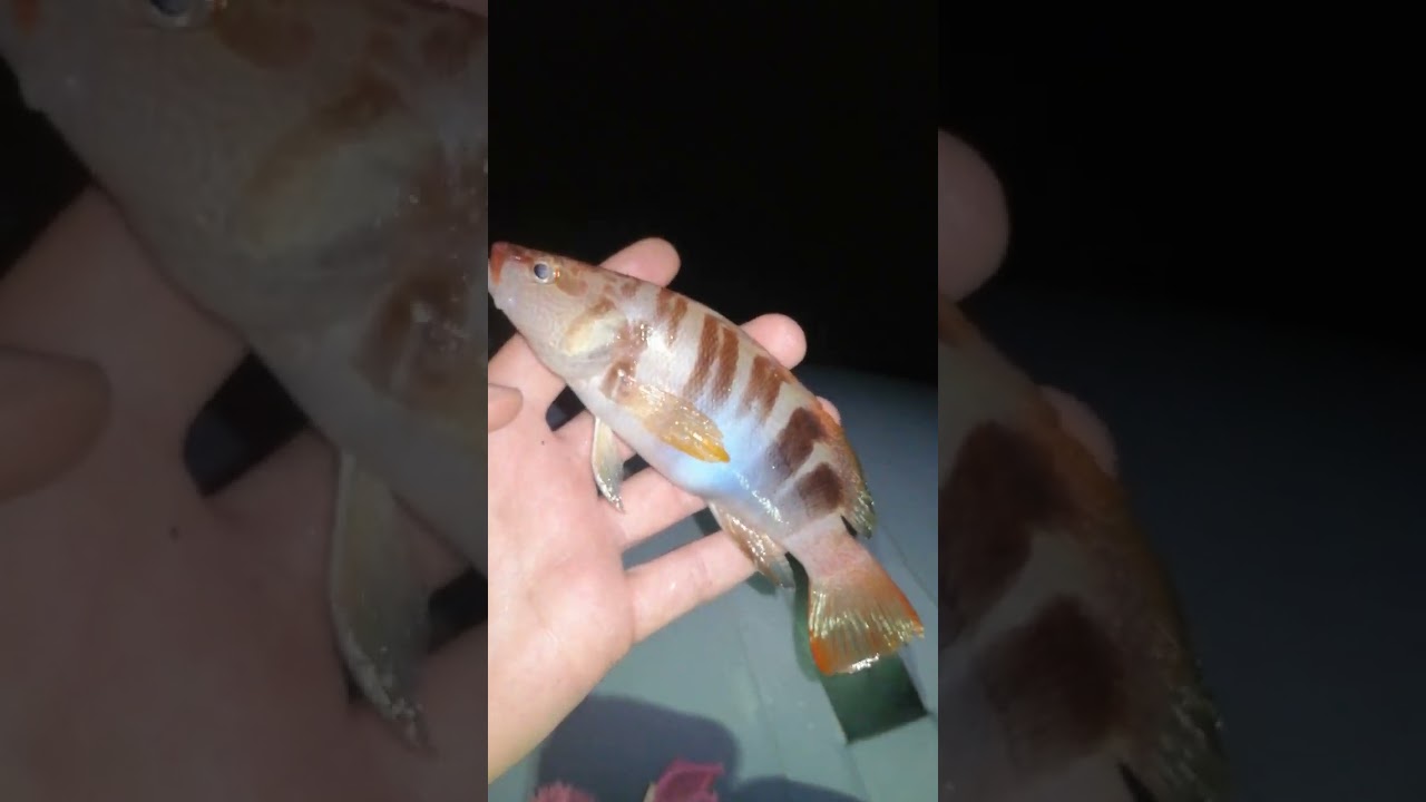 Her daim salımmm 🤗 Hani balığı #guneybalikcisi #fishing #fish #at&ccedil;ek #balık #balıkavı