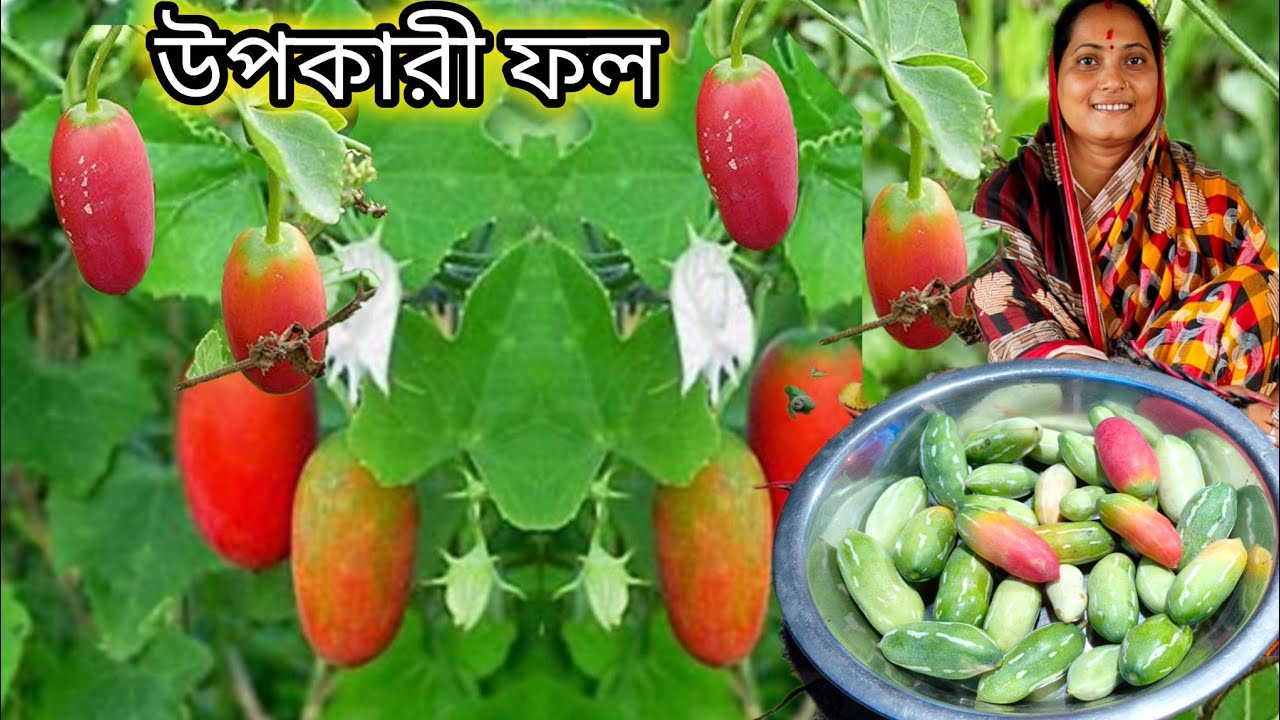 তেলাকুচা ফলের অবাক করা উপকারী টেস্টি রান্না | Telakachu fruit recipe 