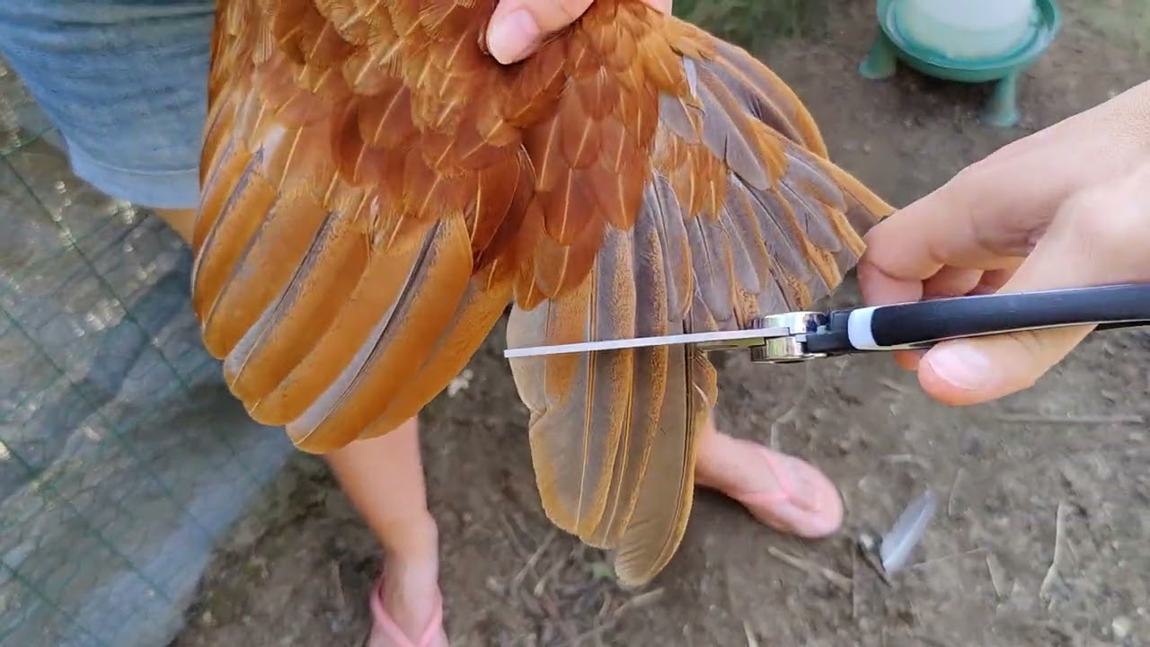 How To Clip A Chicken's Wing Feathers?