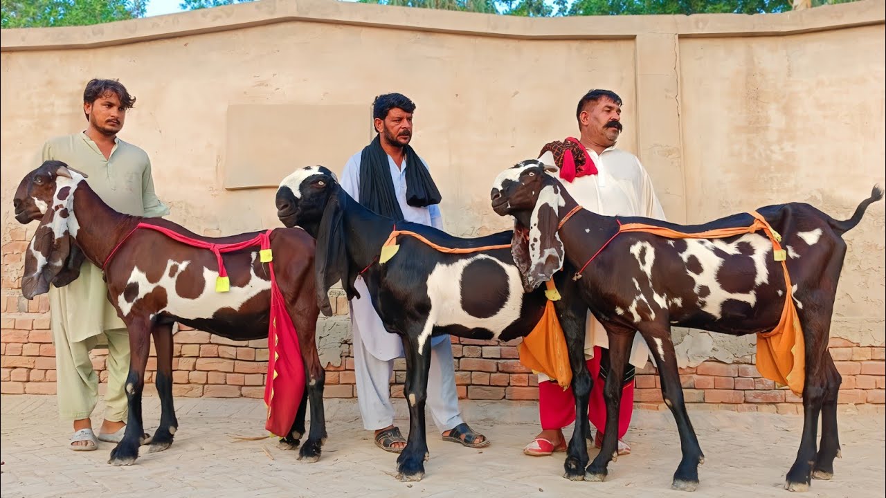 Original Nagra And Amritsari Beetal Goats Of Peer Shoaib Shah Sahb - Goat Farming In Pakistan 