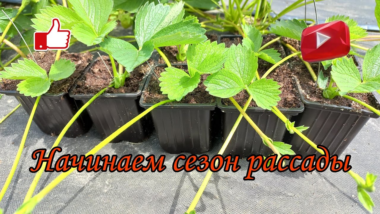 Размножение клубники усами. ЗКС.
