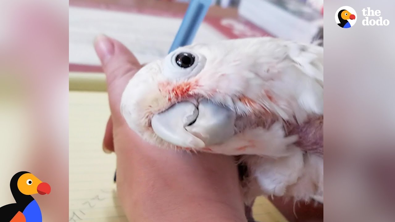 Birds Waits Decades For The Perfect Family - GIZZY  | The Dodo