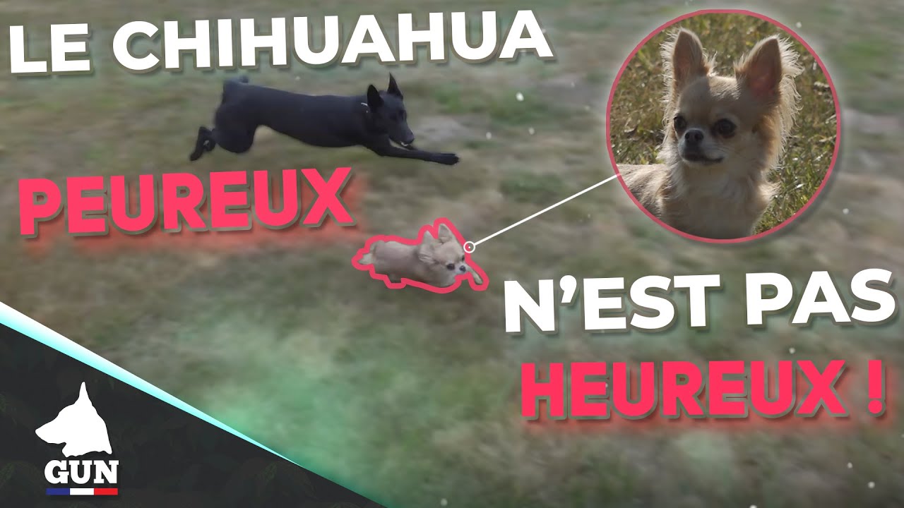 Le chihuahua peureux n'est pas heureux !