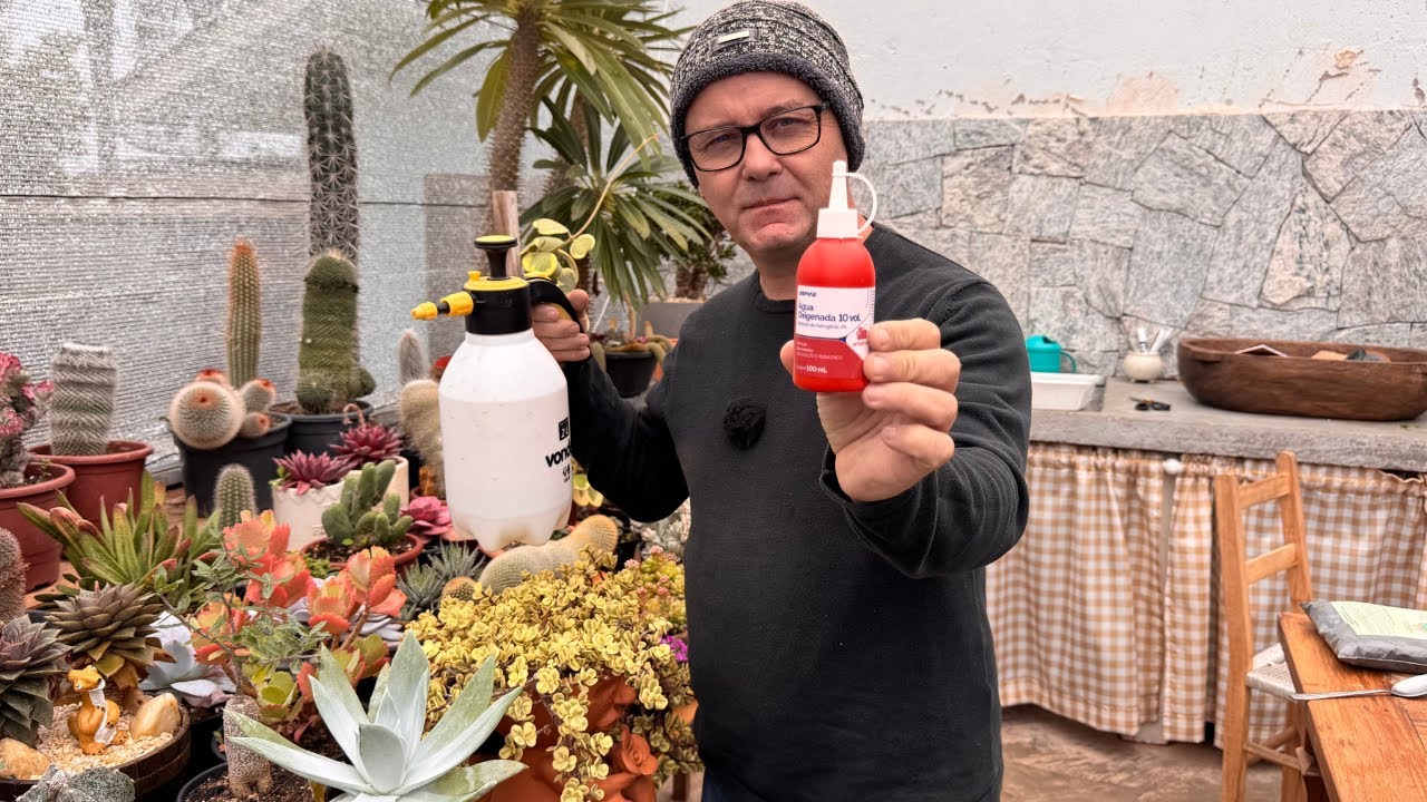 Água Oxigenada nas Plantas FAZ MAL ou FAZ BEM?