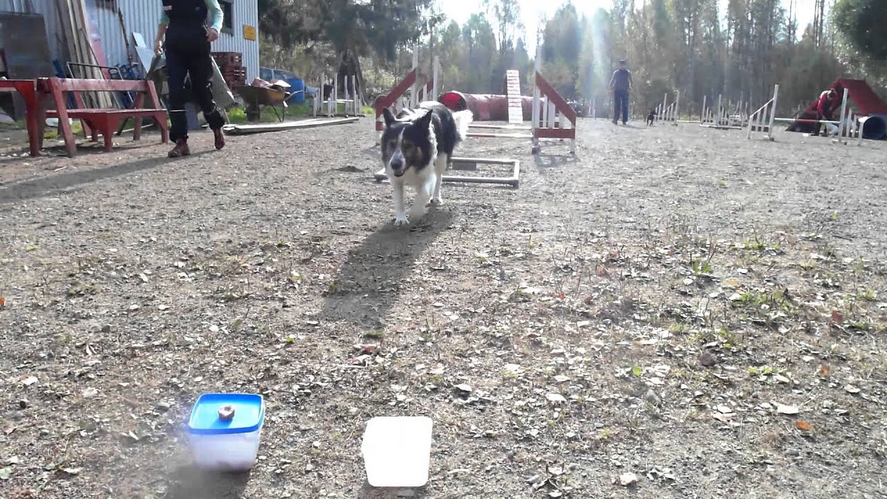 Agility a-frame running contact ground work