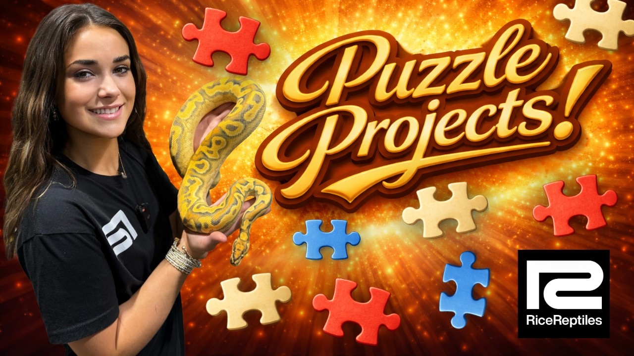 Puzzle Projects! 🔥🧩