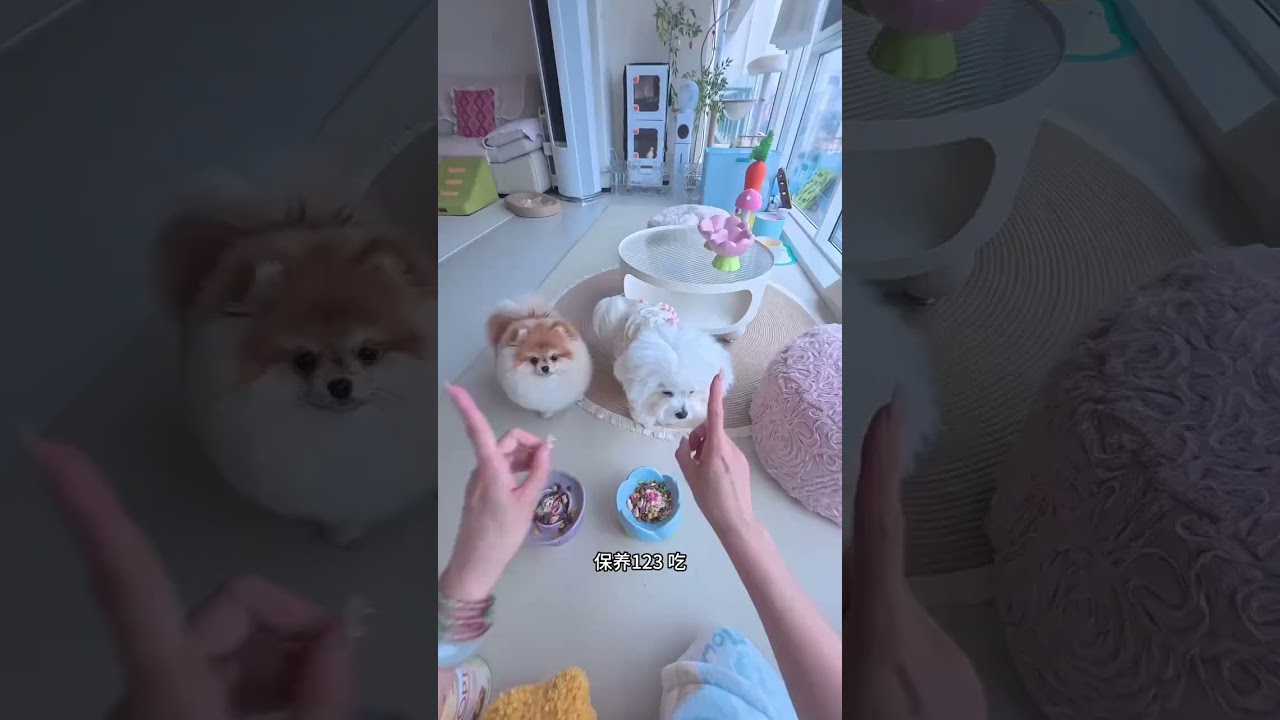 My Cat & Dog's Unforgettable Vase Disaster! 😱👀 Vlog DailyLife PetVlog
