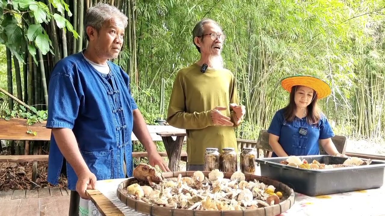 วิธีเพาะปลูกเห็ดปลวกหรือเห็ดโคนไว้กิน​เอง​ง่ายๆ แบบภูมิปัญญาชาวบ้าน โดย ลุงหนวดปะอาว
