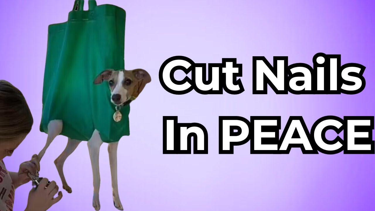 Common Struggles Of Dog Grooming (& Tricks To Make It EASIER!)