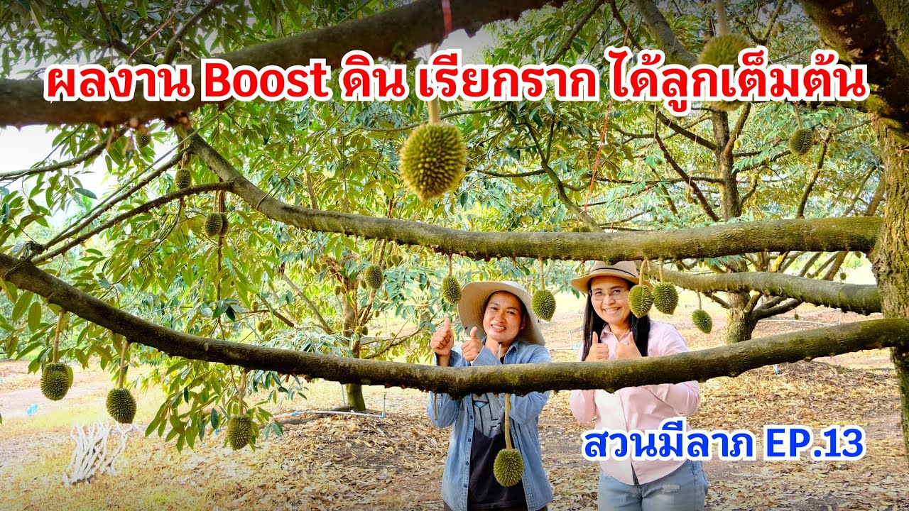#กวินบินได้ EP.561 ผลงาน Boost ดิน เรียกราก ดีเกินคาด ได้ลูกเต็มต้น #สวนมีลาภ EP.13