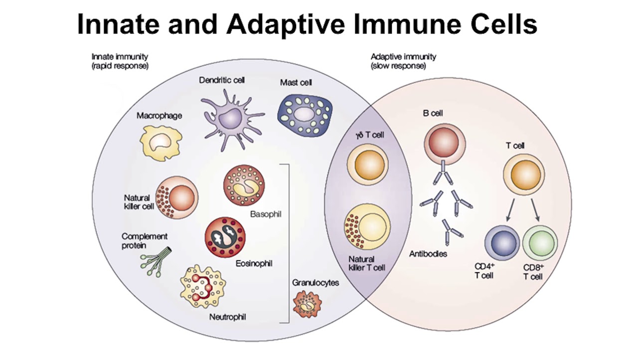 Keynote: Autoimmune Issues & PI
