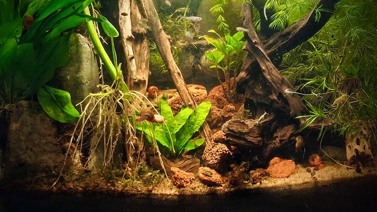 Juvenile Guppies - 51 Days Old