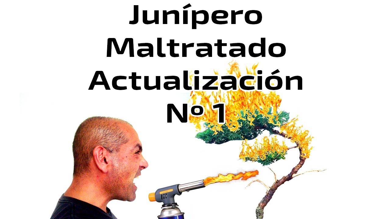 Bonsai - Madera muerta-  Técnicas con Fuego - Junipero Maltratado - Actualización Nº 1