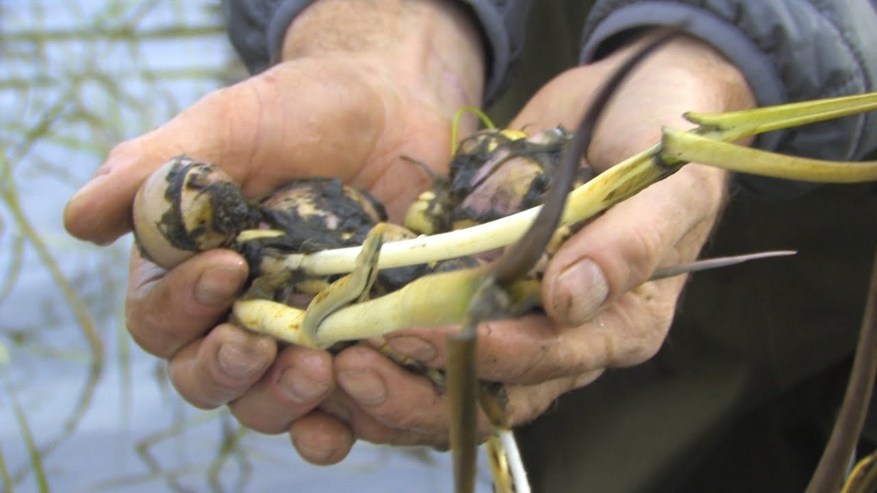 Restored Wetland Brings Wapato Back to Yakama Nation