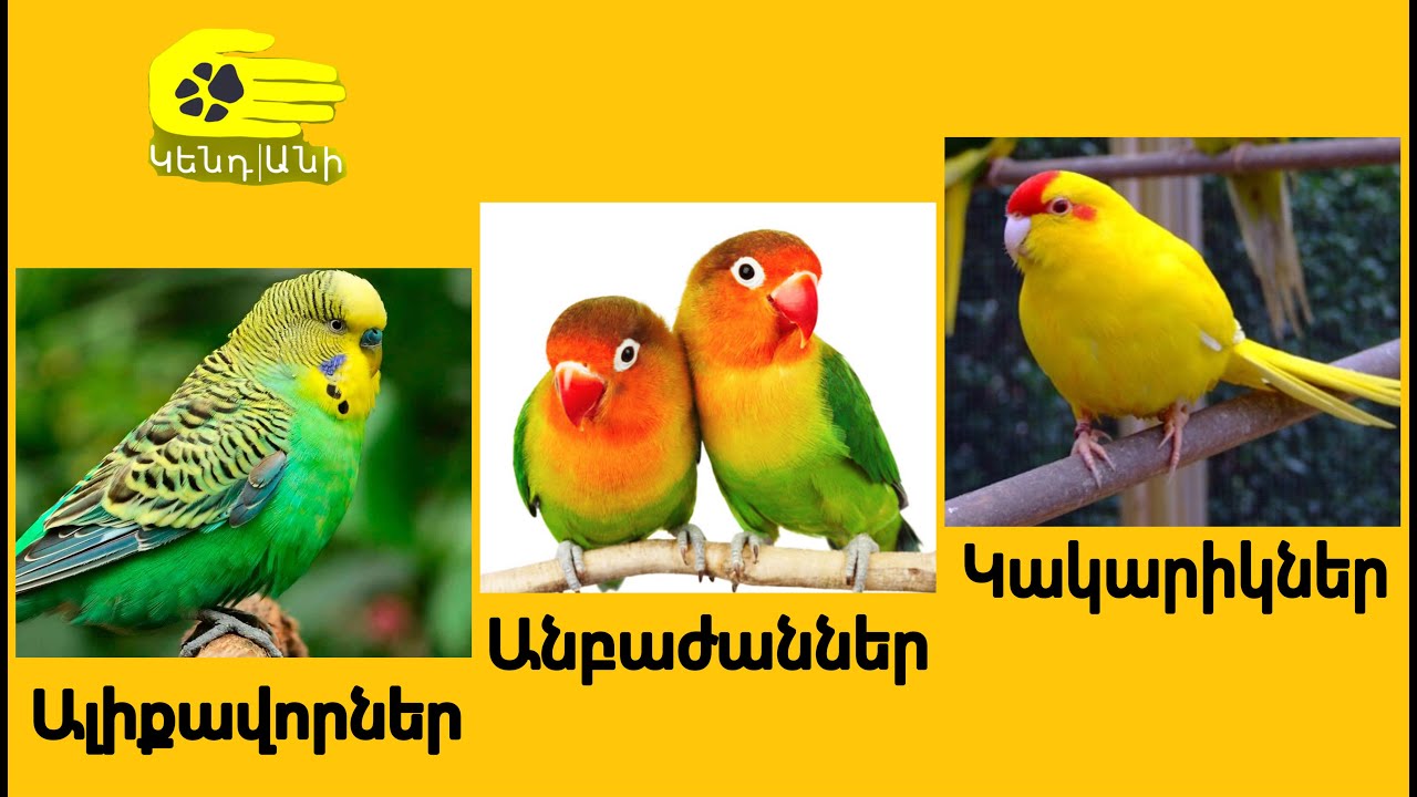 Ալիքավոր, Անբաժաններ, Կակարիկներ: