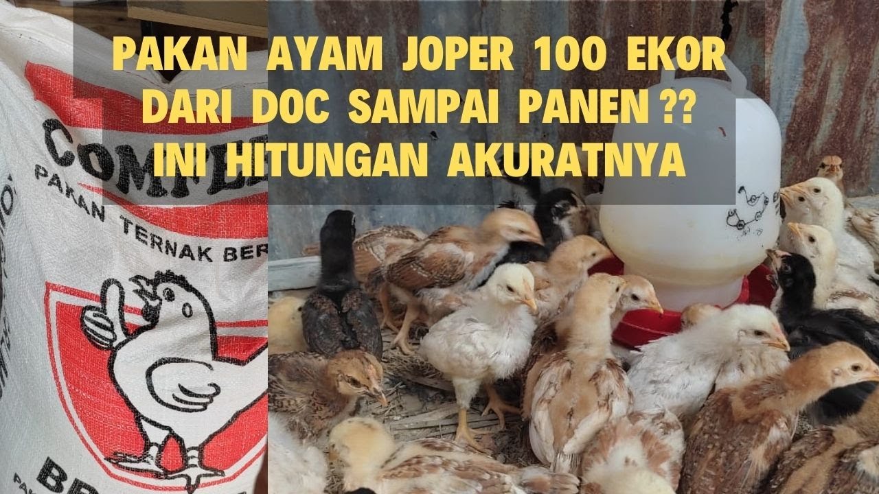 Kebutuhan Pakan Ayam Joper 100 Ekor DOC sampai Panen, Ini Simulasi Paling Akurat
