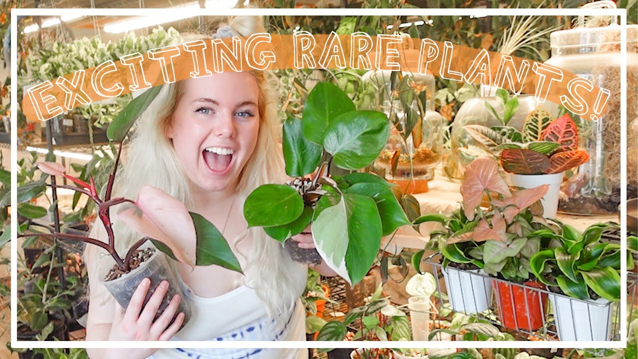 SO MANY RARE PLANTS! Houseplant Shop Tour & Haul!  Let's go Houseplant Shopping!