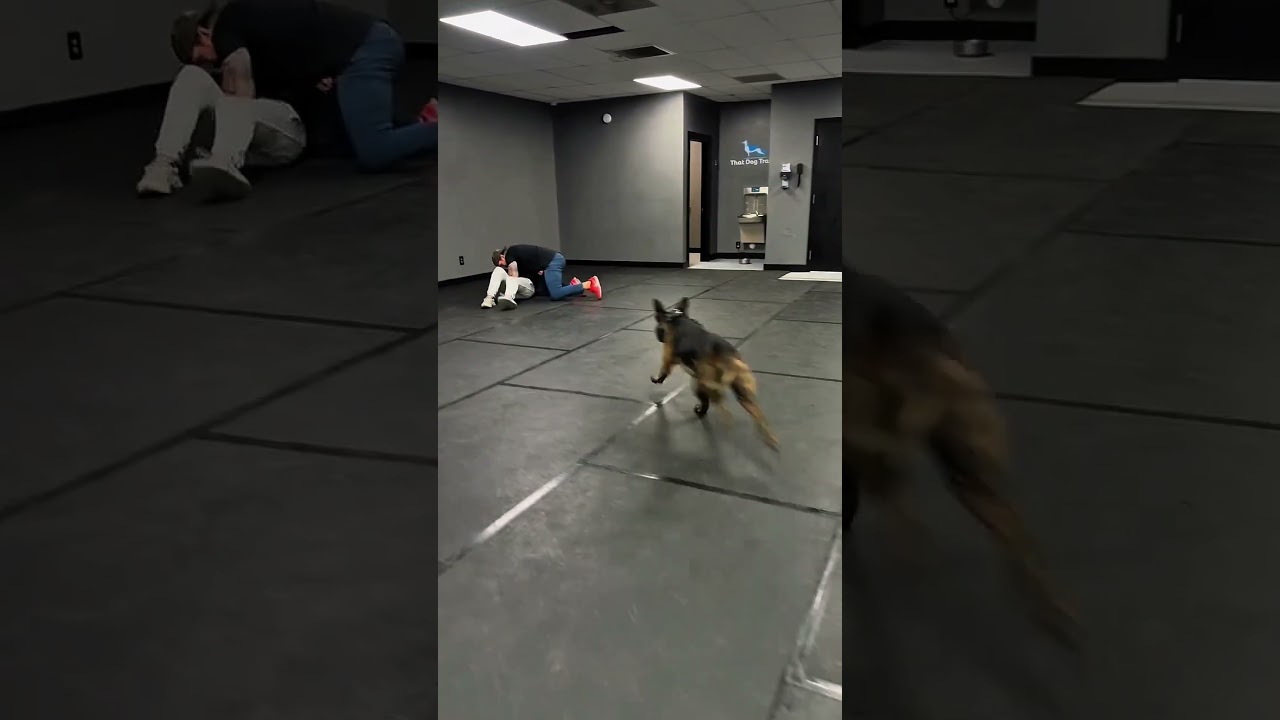 Hero Pooch Saves Owner From Attack 🐾 | Incredible Dog Protection Moment