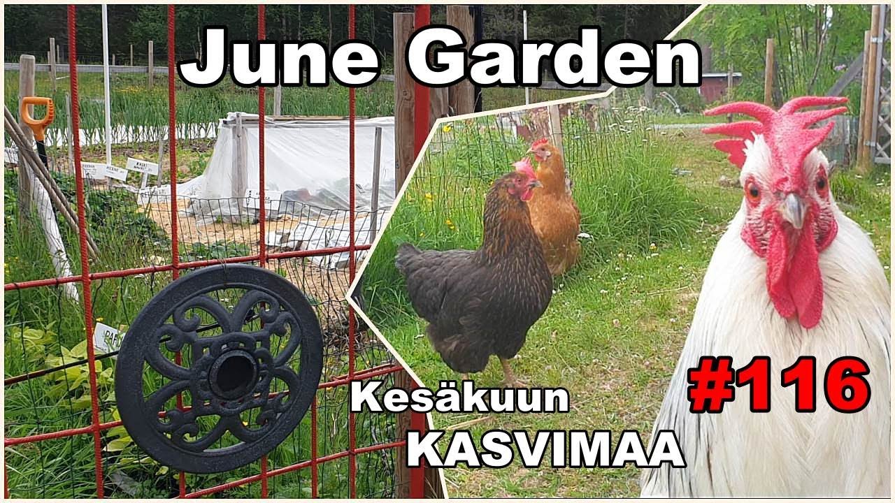 June Garden Tour Near the Arctic Circle. Episode 116 Finnish Homestead