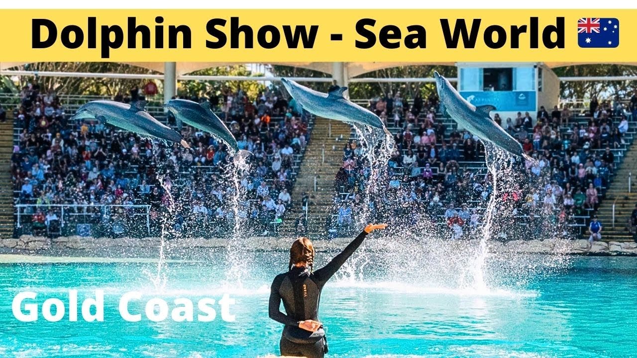 Шоу дельфинов в прямом эфире 🐬 Sea World Gold Coast - Австралия 🇦🇺 Презентация дельфинов Affinity