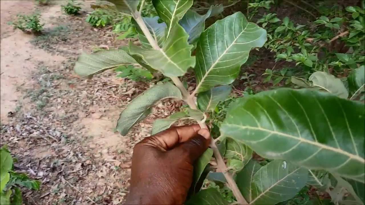 ASMA   Combretum glutinosum AS 06