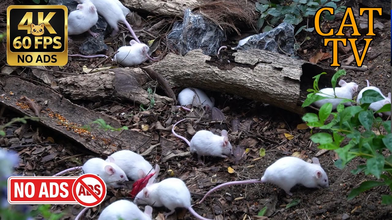 [NO ADS, NO AI] CAT TV Cinema 🐭 White Mice Garden Party - 4K 60FPS